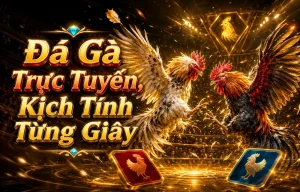 Sảnh đá gà servicioslift